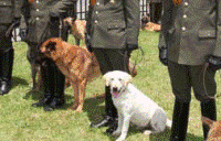 Refuerzos caninos para la seguridad en Cundinamarca