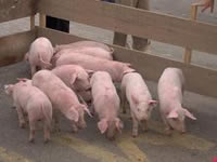 Porcicultores colombianos denuncian contrabando de cerdos