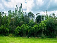 Bogotá recupera reserva forestal del norte
