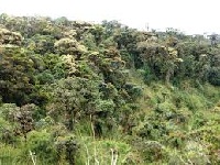 Cundinamarca busca recuperar su zona de bosque