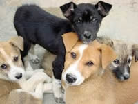 Próxima jornadas de esterilización canina y felina en Soacha