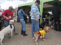 Plan de choque en Portal del Nogal para atenuar matanza de caninos