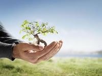 Por el medio ambiente soachuno: adopte un árbol