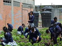 Estudiantes de la IED Pablo Neruda consolidan huerta escolar