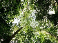 Nueva reserva forestal en departamento fronterizo con Venezuela