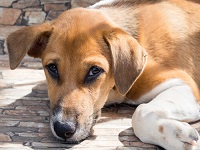 Inician jornadas de esterilización canina y felina 2017 en Soacha