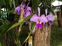 Culminó el Festival Nacional de Orquídeas de Fusagasugá