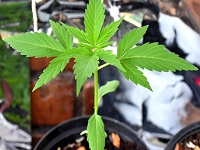 Otorgan primera licencia para producir marihuana medicinal