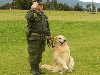 Colegios de Bogotá refuerzan seguridad con perros antinarcóticos
