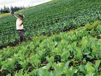 Productores agropecuarios de Cundinamarca podrán acceder a créditos