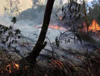 Sanciones para quienes propicien incendios forestales en Cundinamarca
