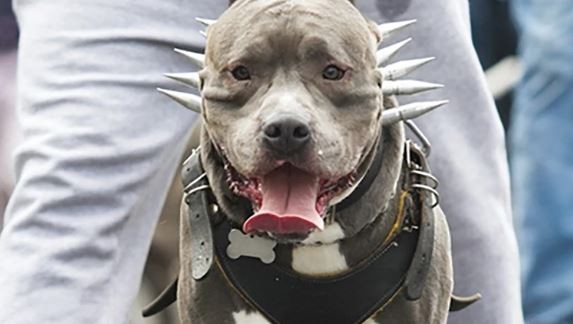 En Soacha, expendedor de alucinógenos usó perro pitbull contra policía