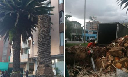 Personería pide suspender tala de dos palmas centenarias en el norte de Bogotá