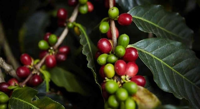 Carrapí solicita apoyo para evitar la quiebra de sus cultivos de café
