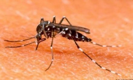 Se han detectado en el país más de 58 mil casos de dengue