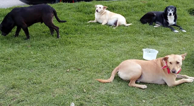 Urgente llamado para que autoridades protejan a cuatro perritos que rondan un sector de Soacha