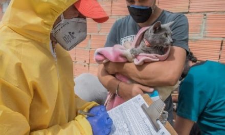 Aumenta maltrato de mascotas en Bogotá