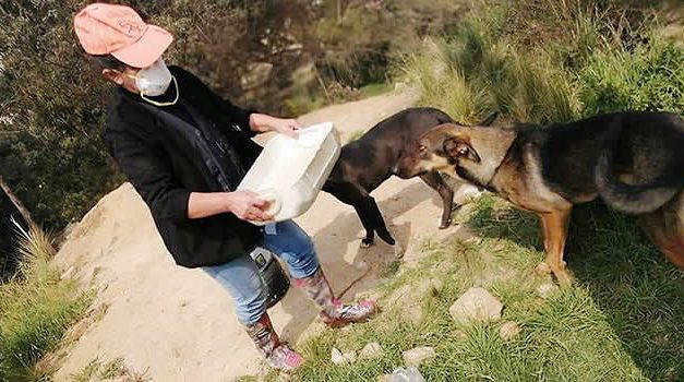 ‘Donatón’ para perros y gatos en situación de abandono en Bogotá