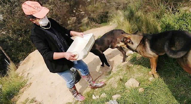 ‘Donatón’ para perros y gatos en situación de abandono en Bogotá