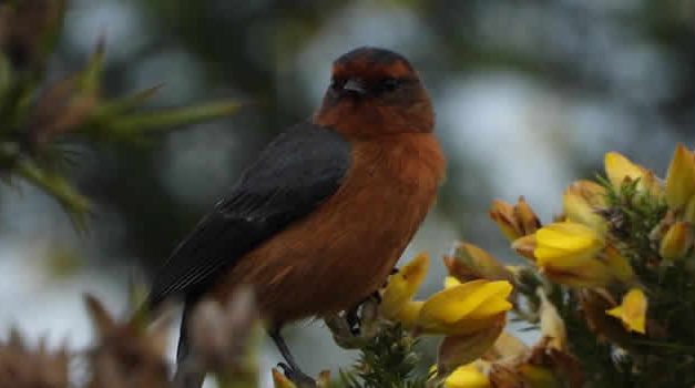 Dos especies de aves migratorias visitan Bogotá