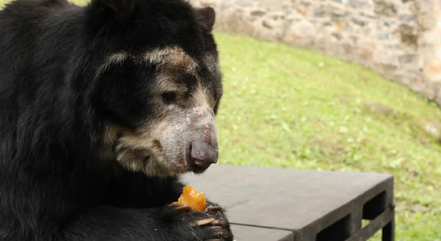 CAR y Gobernación lanzan salvavidas a los zoológicos de Cundinamarca