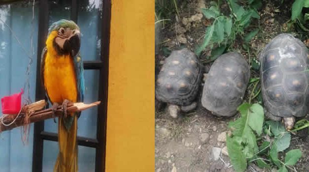 Rescatan tortugas, loros y una babilla en  Ubaté