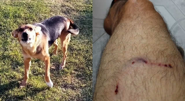 Jauría de perros ataca a residente de Ciudad Verde