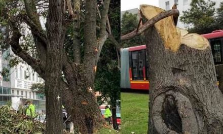No paran las protestas en Bogotá por la tala de árboles en Suba