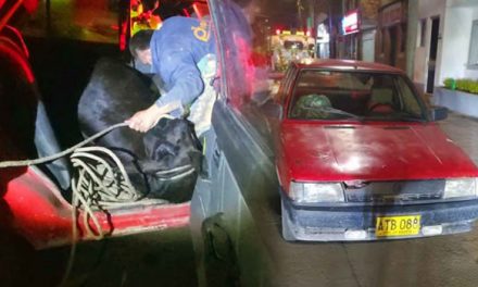 Policía Cundinamarca encuentra vaca robada dentro de un Renault 9