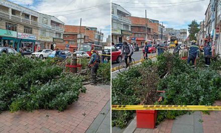 [VIDEO] Alcaldía de Soacha quiere acabar con los árboles de la Séptima