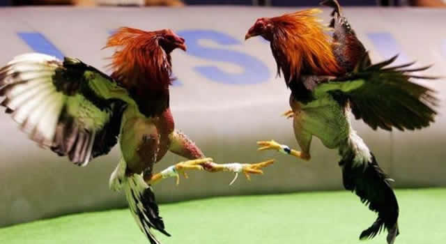 Fin a las prácticas de maltrato en las peleas de gallos en Bogotá