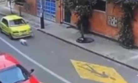 [VIDEO]  Taxista pasó por encima de una perrita y la mató en Bogotá