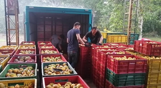 Postobón compra mango cundinamarqués