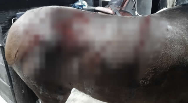 Violento hecho de maltrato animal en Cundinamarca, yegua recibió 18 machetazos