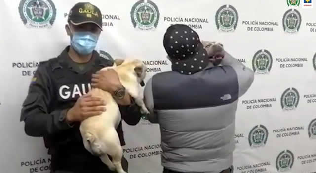 Recuperan 6 Bulldog francés hurtados en Villeta, Cundinamarca