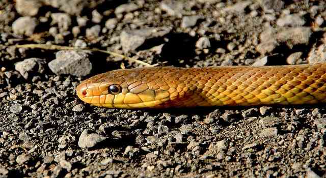 Fue hallada una serpiente de pantano en el Metro de Bogotá