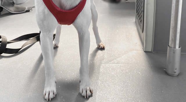 ‘Se querían robar mi perro’: víctima de atraco en un colectivo de Soacha