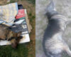 Envenenamiento de perros en Soacha, ¿quién los mata?