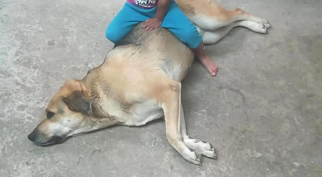 Policías del CAI Chicó de Soacha resultan involucrados en conflicto sobre la propiedad de una perra