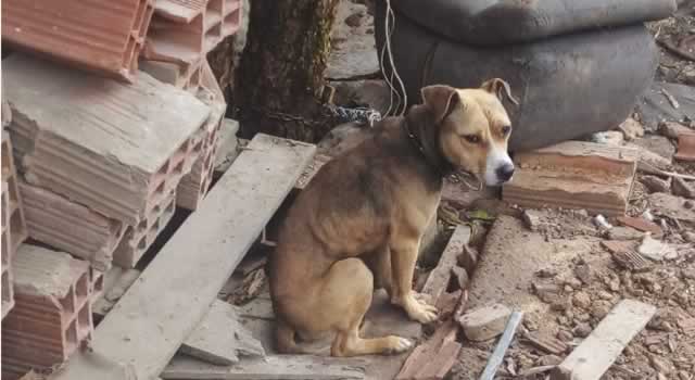Perro Amarrado Con Cadenas Y Candados En Soacha Perro Amarrado Con Cadenas Y Candados En Soacha