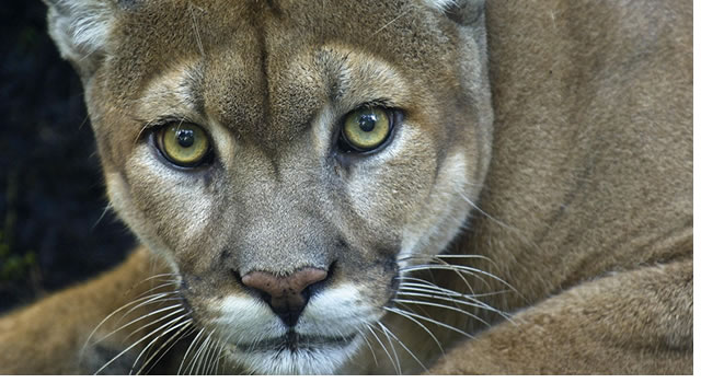 La CAR alerta sobre un felino de gran tamaño que podría estar en Tibirita, Cundianamarca, ya que se puede presentar en diferentes ecosistemas del país.