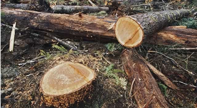 Funcionarios harían parte de la banda señalada de deforestar 200 hectáreas de bosque en Cundinamarca