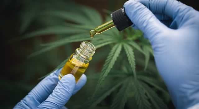 El cannabis medicinal hace parte del desarrollo económico de Cundinamarca