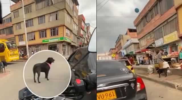 [VIDEO] Conductor deja abandonada a una perra en Suba, ella no se cansó de perseguirlo