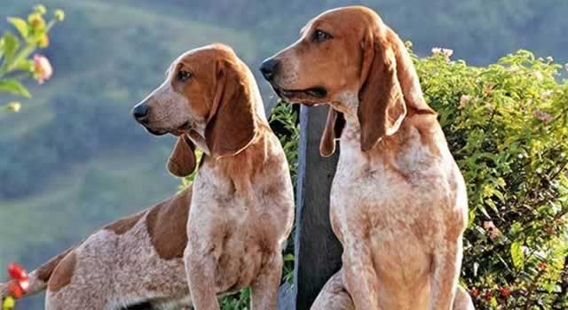 Sabueso fino: única raza de perro originaria de Colombia