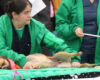 Curso gratuito para aprender a brindar primeros auxilios a perros o gatos