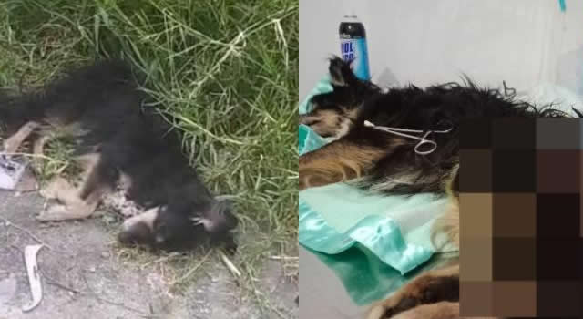 En Ibagué un perro falleció luego de ser abandonado 20 días en un basurero