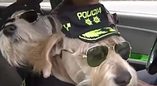 Taxista brinda su servicio en compañía de una familia canina en Bogotá