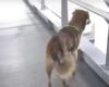 Canino ya lleva tres días abandonado dentro de una estación de Transmilenio
