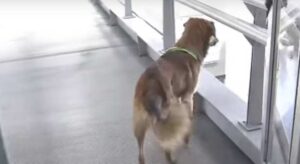 Canino ya lleva tres días abandonado dentro de una estación de Transmilenio